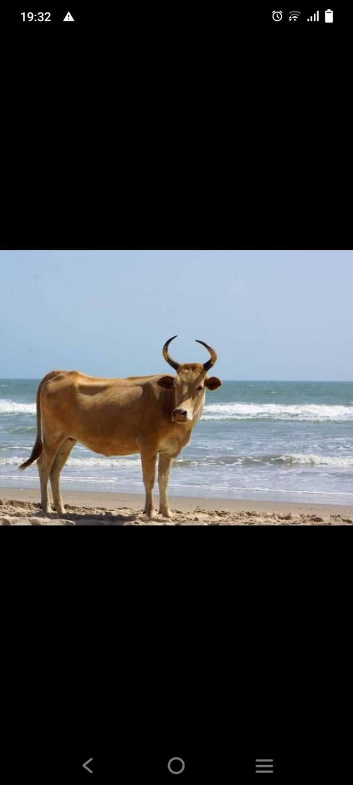 Chez Bethy & Baboulaye Jungle Et Ocean Villa Abémé Dış mekan fotoğraf