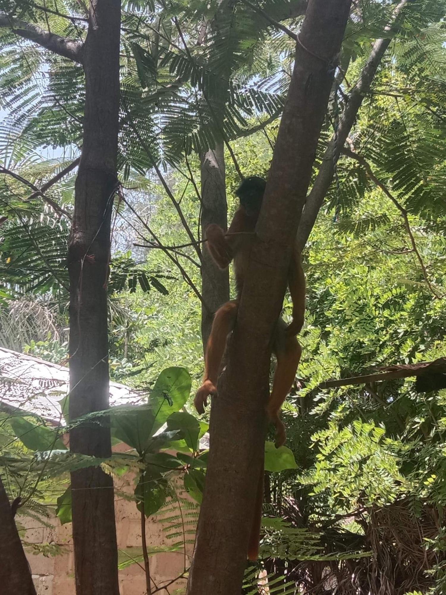 Chez Bethy & Baboulaye Jungle Et Ocean Villa Abémé Dış mekan fotoğraf