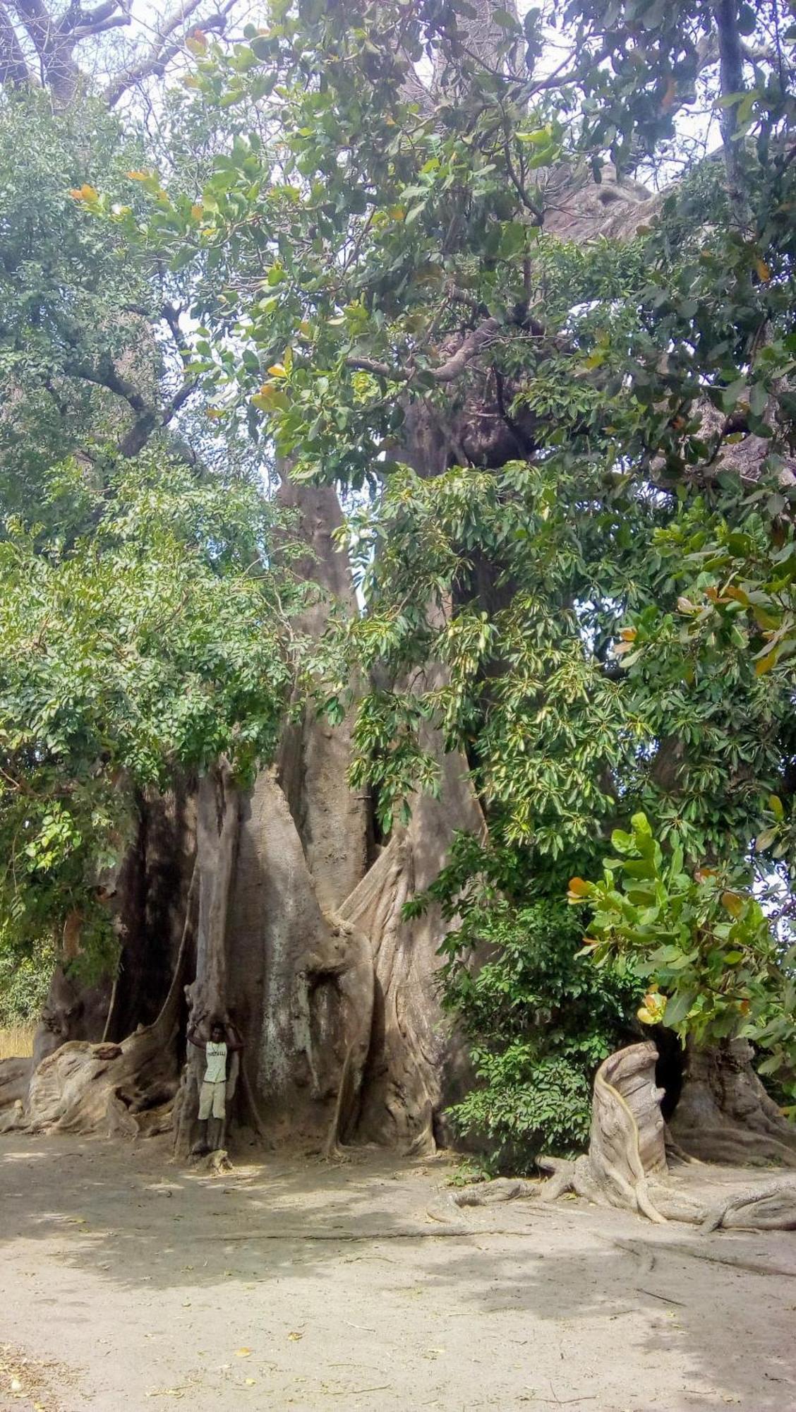 Chez Bethy & Baboulaye Jungle Et Ocean Villa Abémé Dış mekan fotoğraf